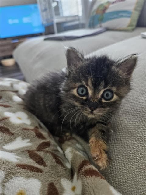 Petal - Domestic Short Hair