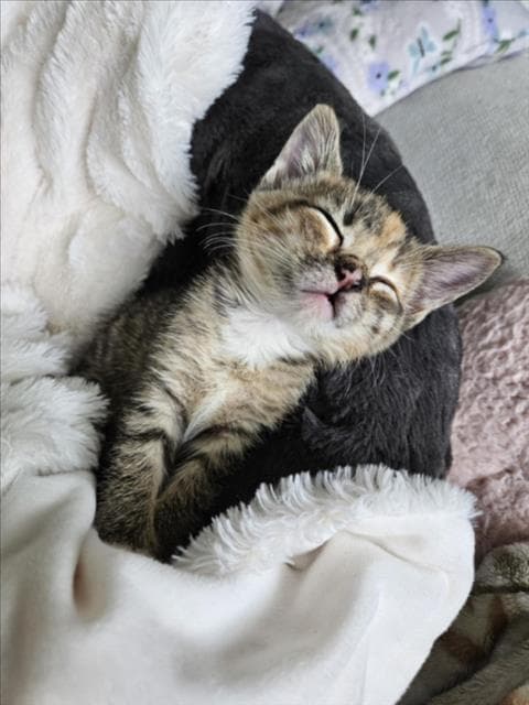 Pansy - Domestic Short Hair