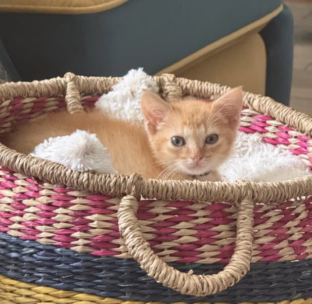 Tango - Domestic Short Hair