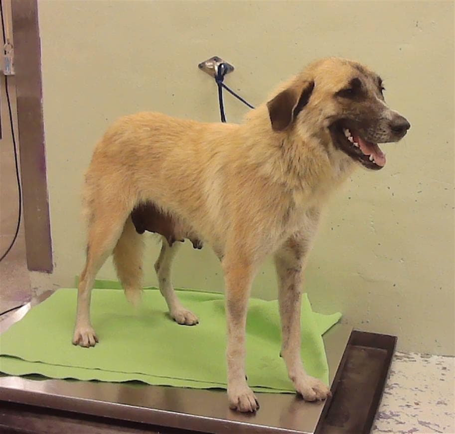Goldilock - German Shepherd Dog