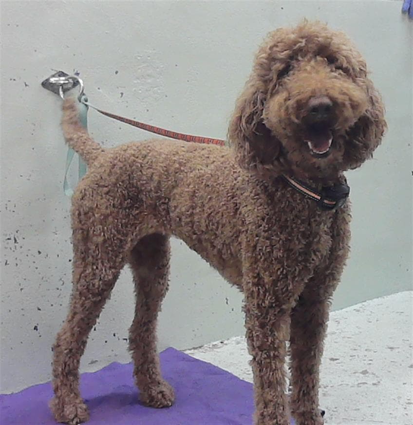 Squirrel - Poodle (Standard)