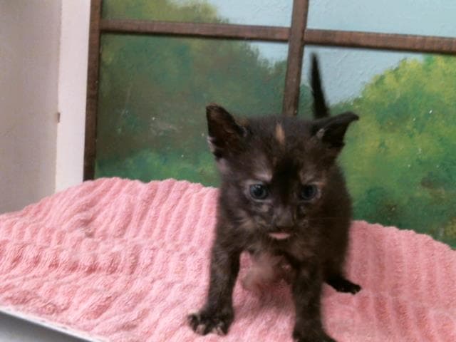 Unknown - Domestic Short Hair