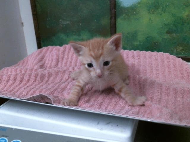 Unknown - Domestic Short Hair