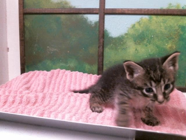 Unknown - Domestic Short Hair