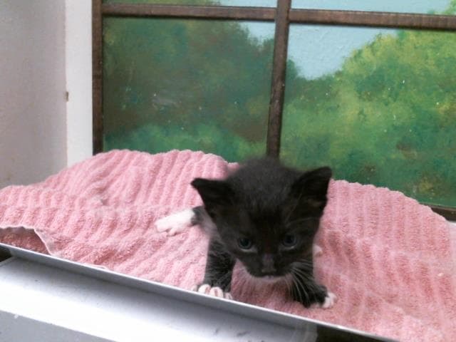 Unknown - Domestic Short Hair