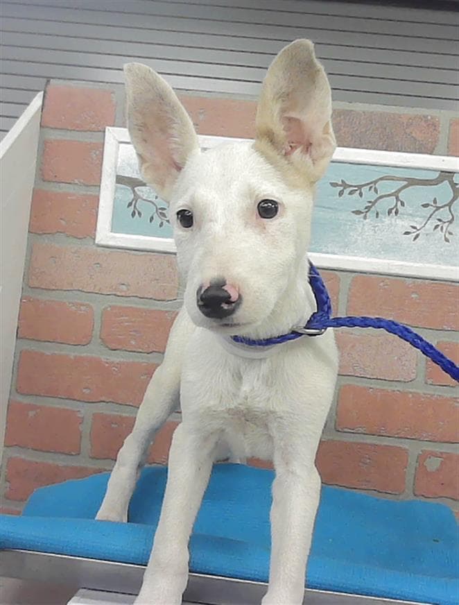 Unknown - Bull Terrier