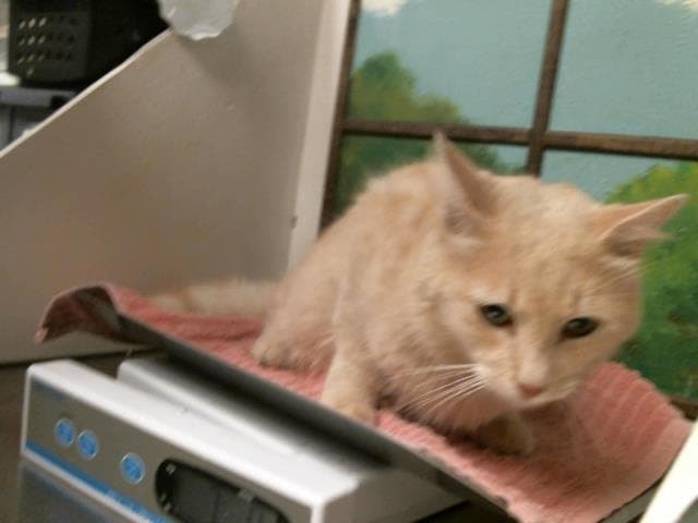 Blitz - Domestic Short Hair