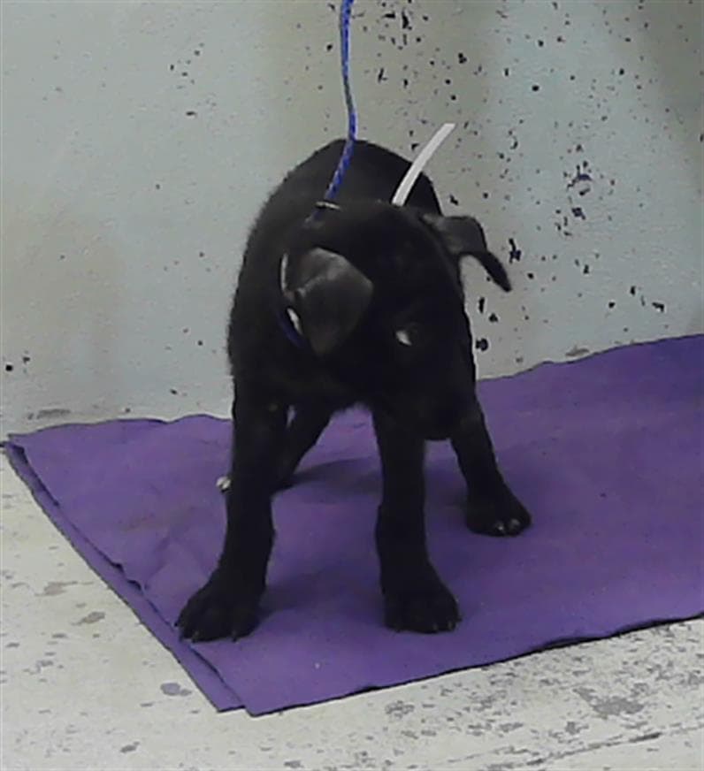 Unknown - Labrador Retriever