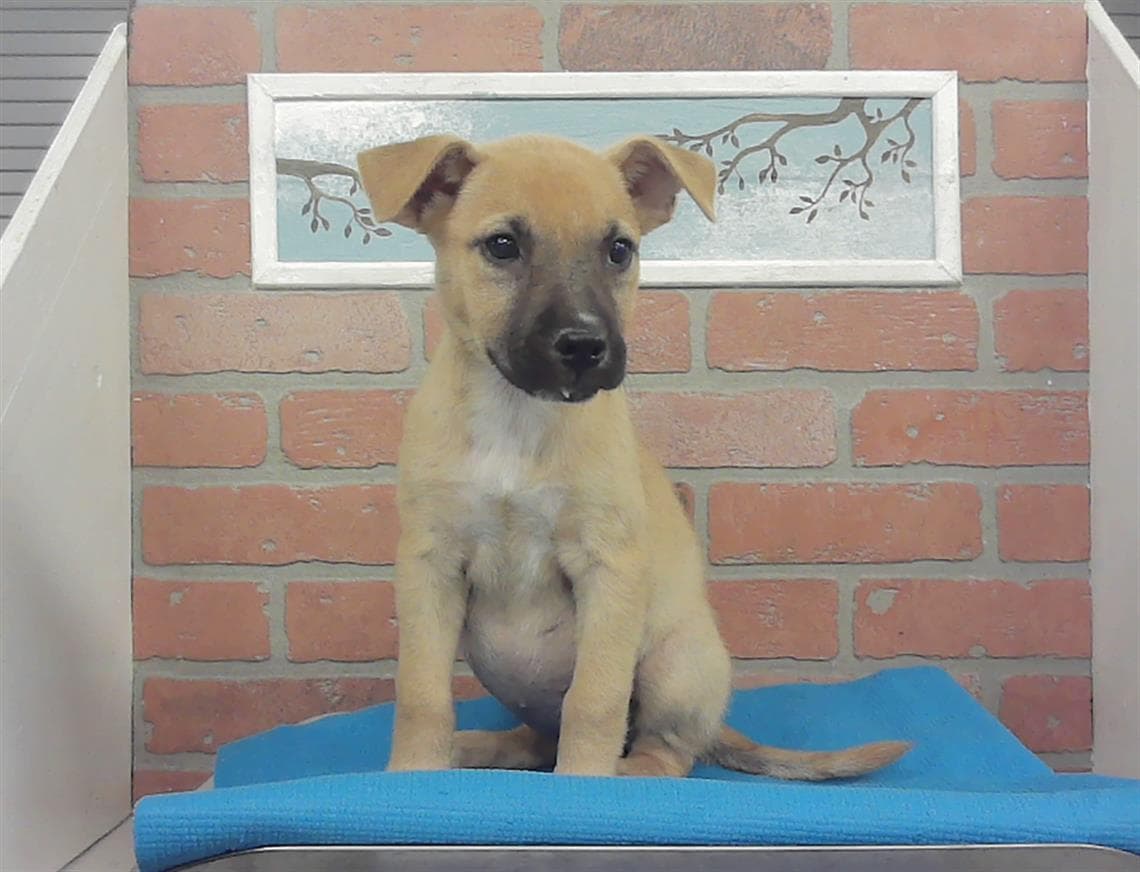 Unknown - Labrador Retriever