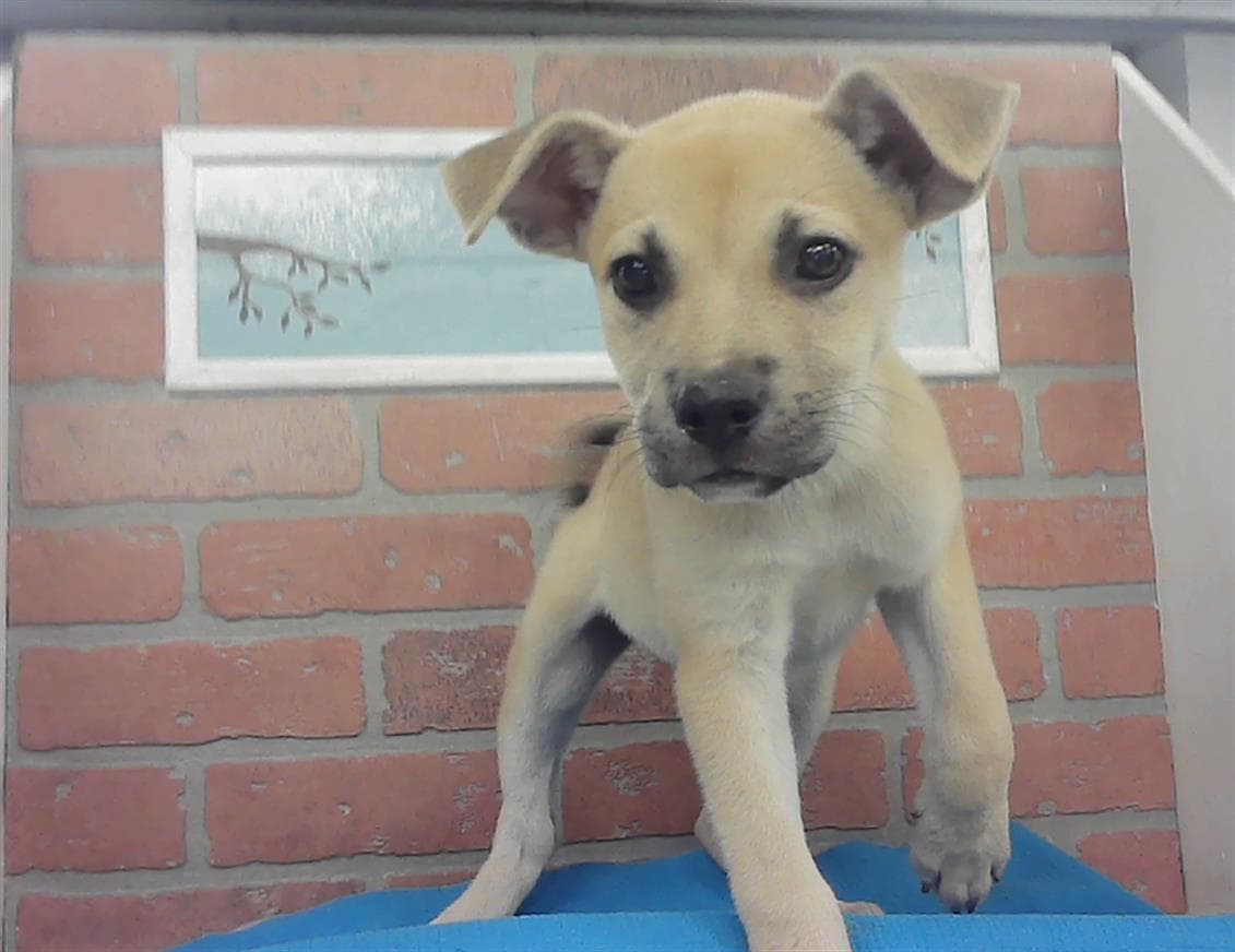Unknown - Labrador Retriever