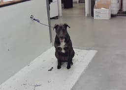 Joey image 1