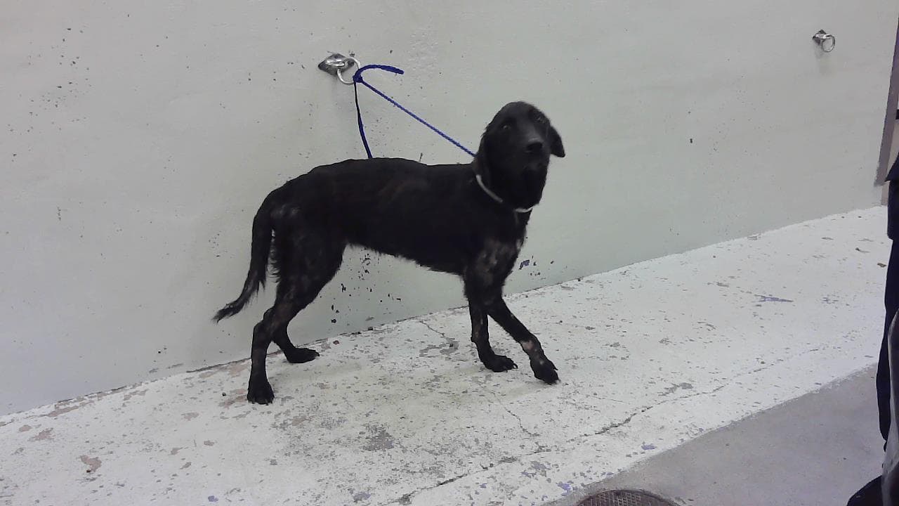 Lola - Labrador Retriever