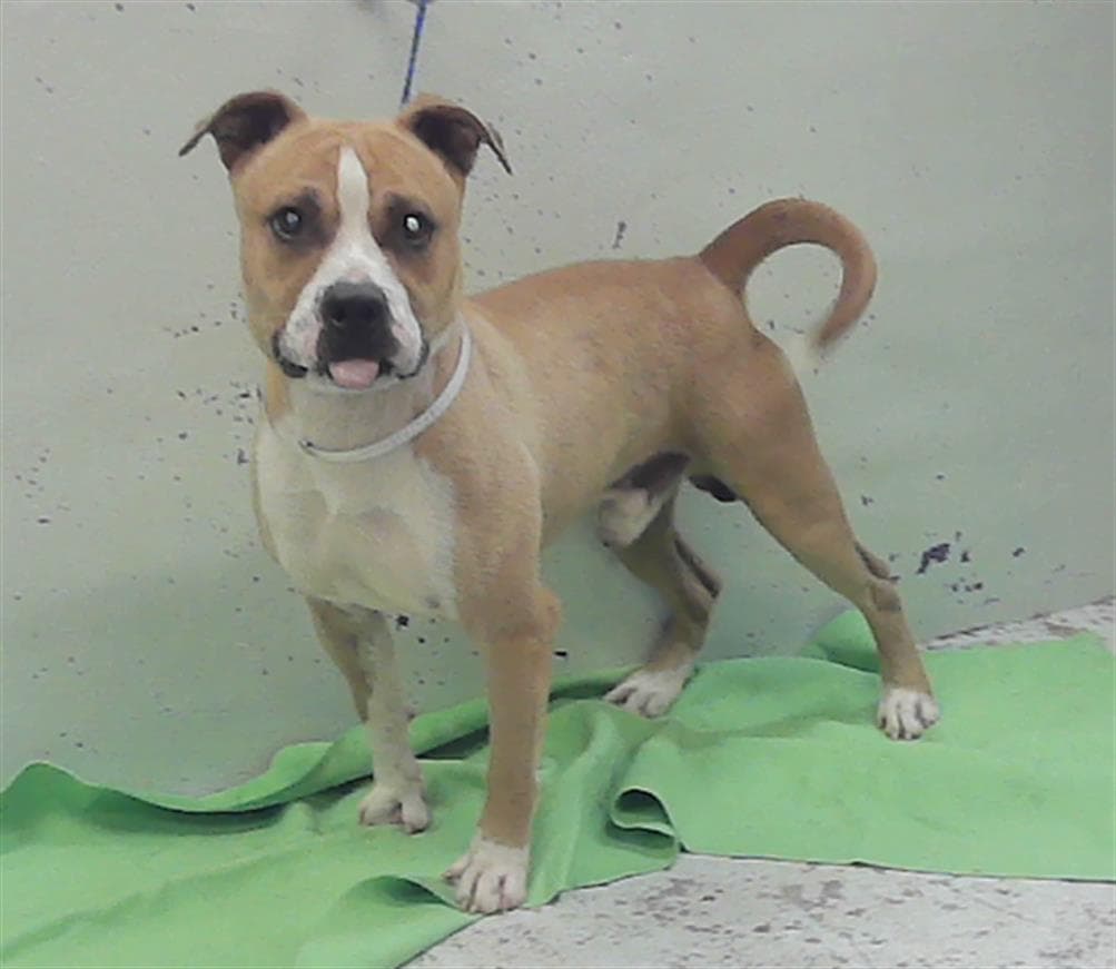Hercules - Staffordshire Bull Terrier