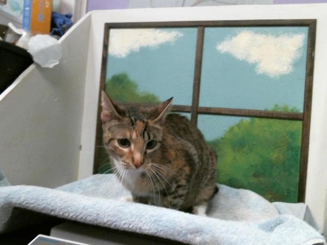Winnie - Domestic Short Hair