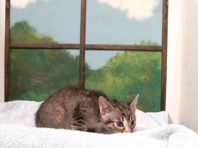 Ta-Loo - Domestic Short Hair