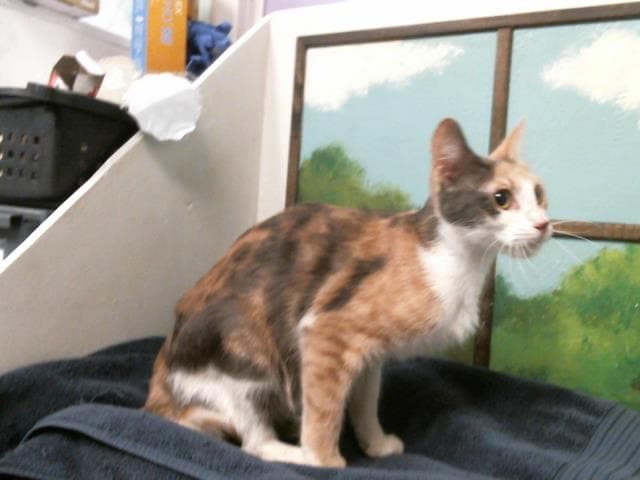 Unknown - Domestic Short Hair