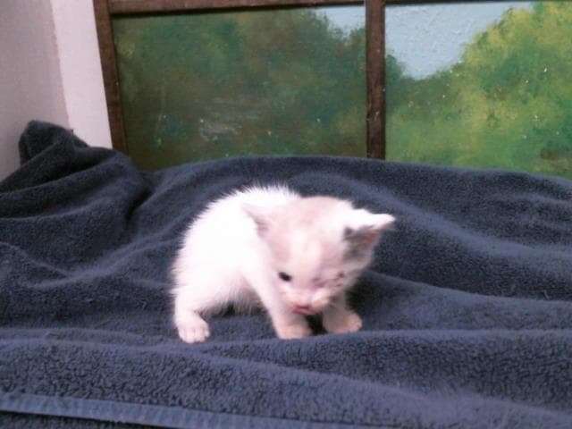 Unknown - Domestic Short Hair