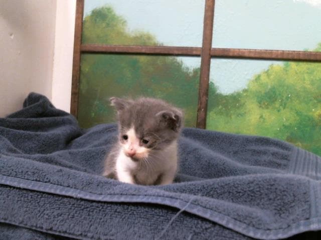 Unknown - Domestic Short Hair