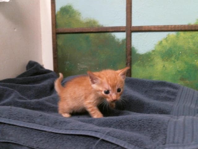Unknown - Domestic Short Hair