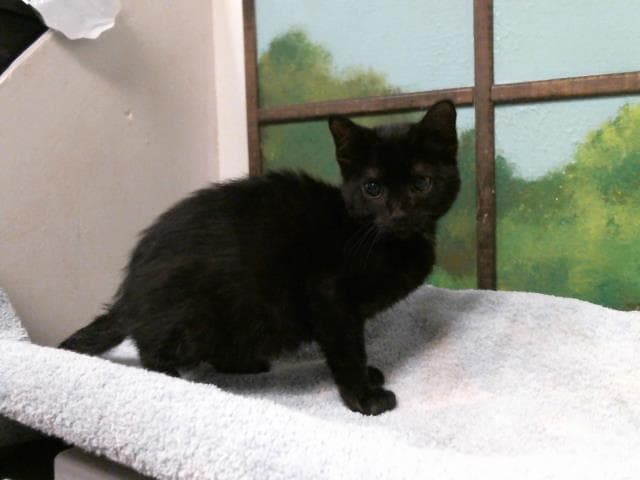 Bronco - Domestic Short Hair