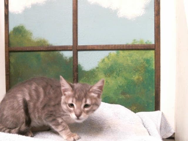 Destiny - Domestic Short Hair