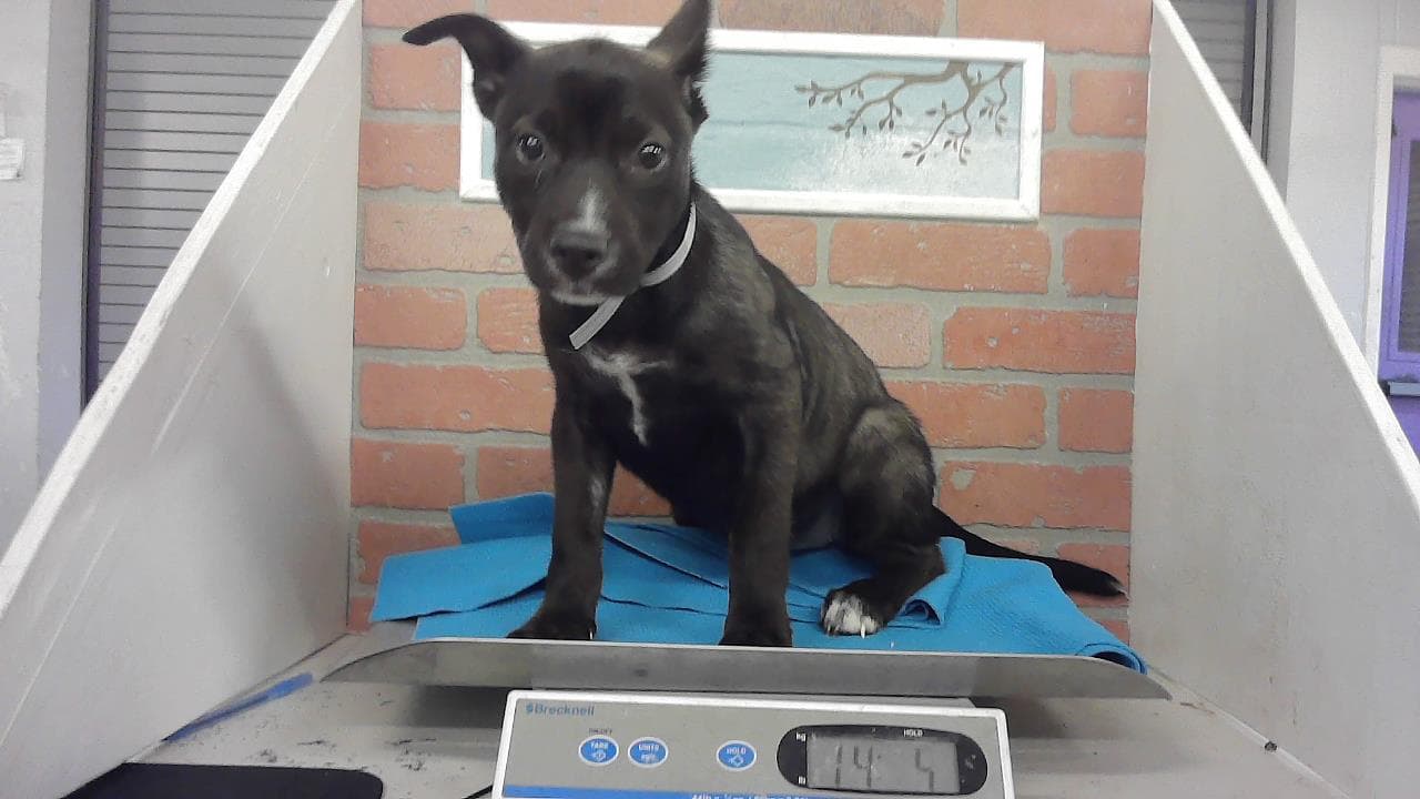 Unknown - Belgian Shepherd Malinois