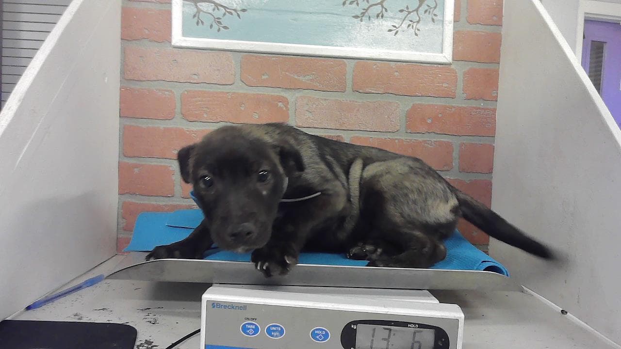 Unknown - Belgian Shepherd Malinois