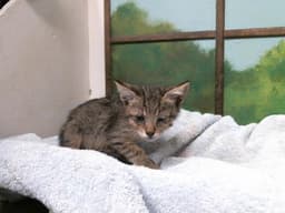 Tini image 1