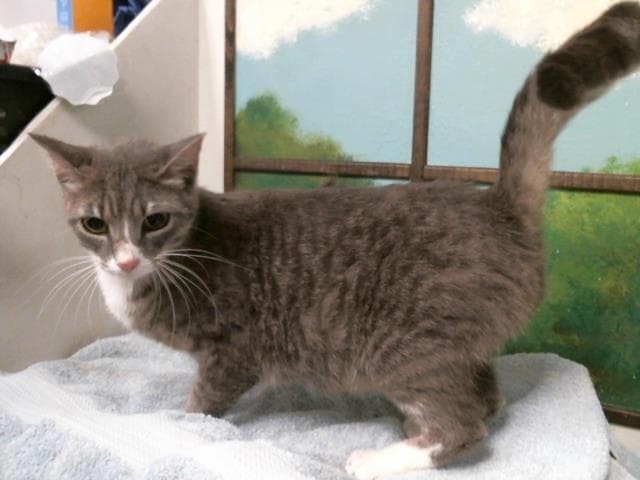Prissy - Domestic Short Hair