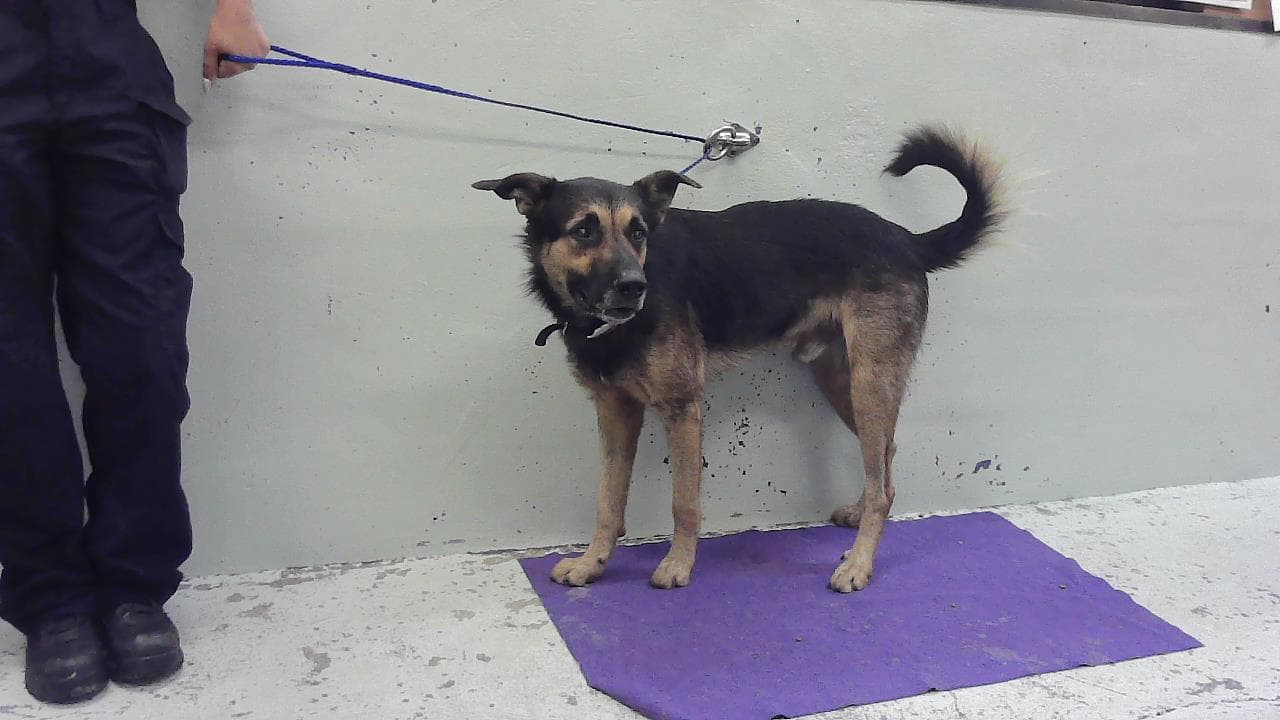 Berry - German Shepherd Dog