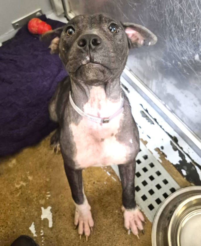 Sunnie - Staffordshire Bull Terrier