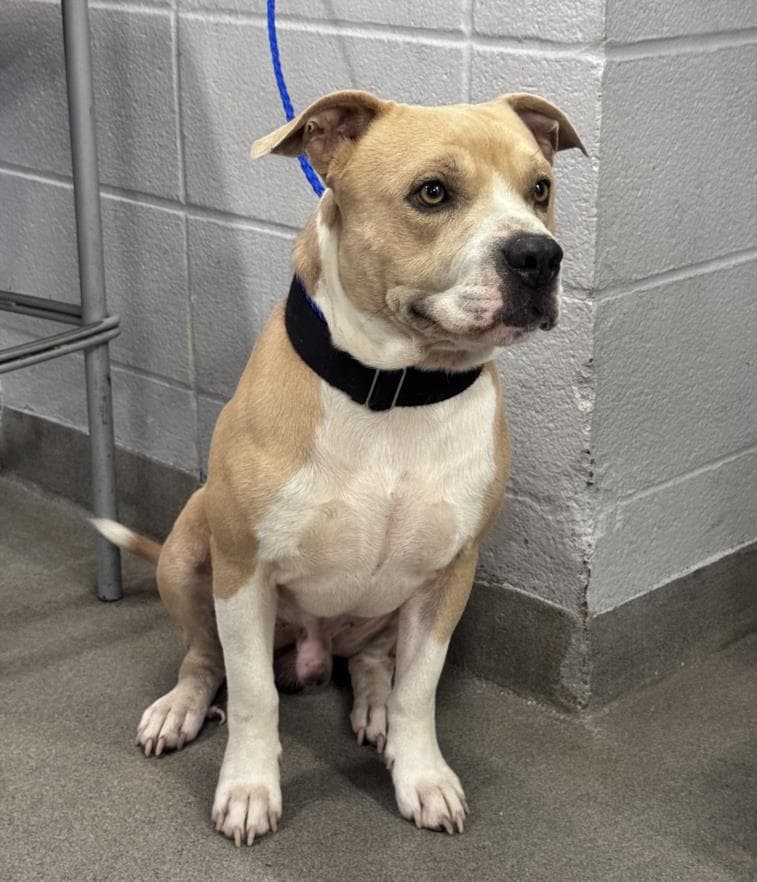 Dunkin - Staffordshire Bull Terrier