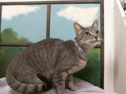 Catpuccino image 1