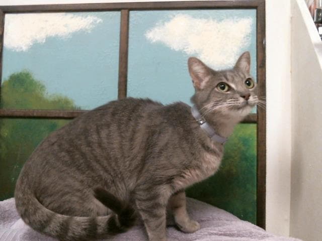 Catpuccino - Domestic Short Hair
