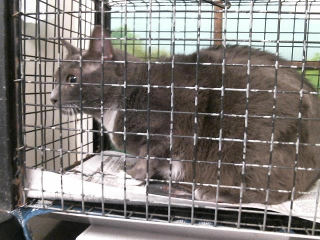 Khat Whiskey - Domestic Short Hair