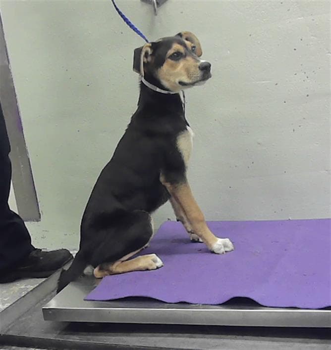 Mocha - German Shepherd Dog