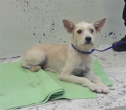 Nala image 1