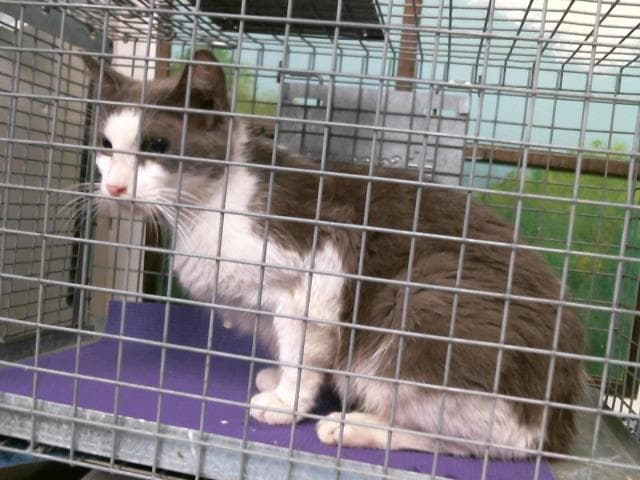 Marie - Domestic Short Hair