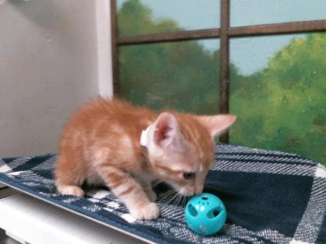 Kiten - Domestic Short Hair