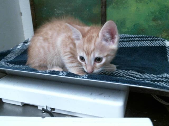 Kiten - Domestic Short Hair
