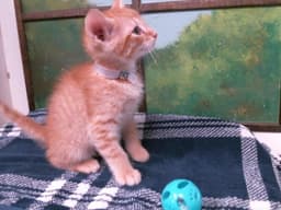 Kiten image 1