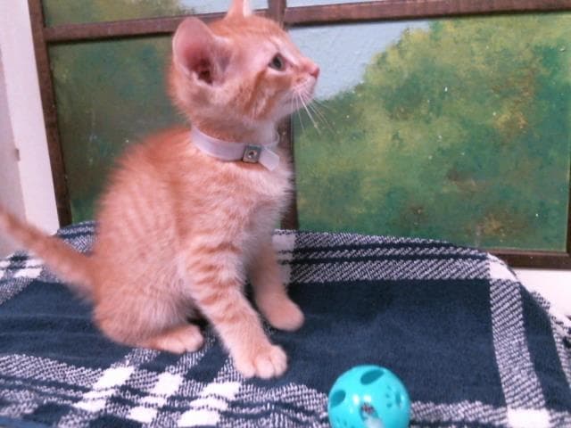 Kiten - Domestic Short Hair