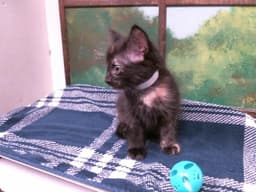 Kiten image 1
