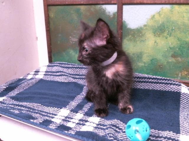 Kiten - Domestic Short Hair