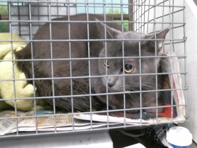 Adult Kitty - Russian Blue