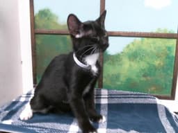 Kitten image 1