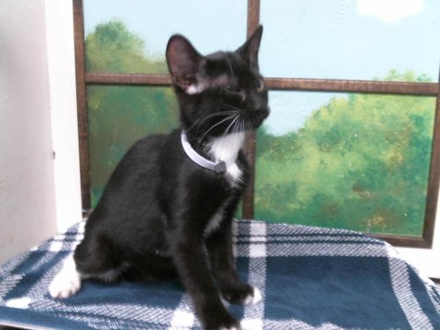 Kitten - Domestic Short Hair