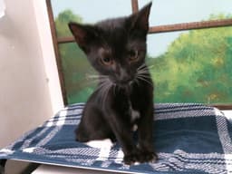 Kitten image 1