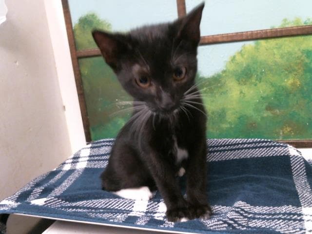 Kitten - Domestic Short Hair