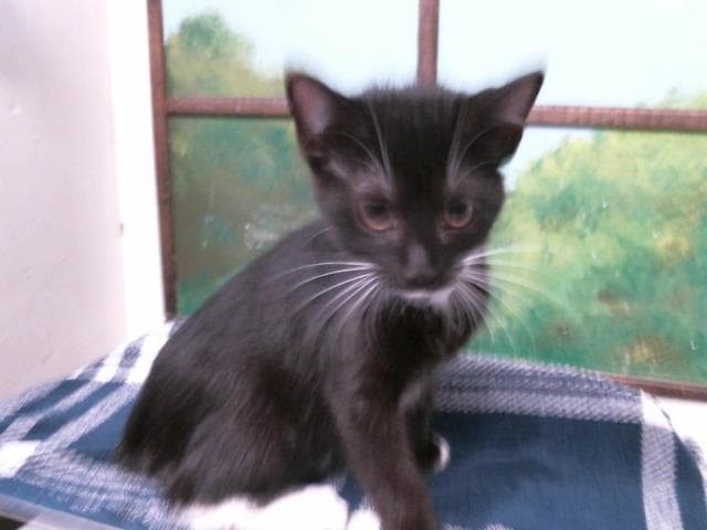 Kitten - Domestic Short Hair